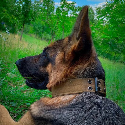 Collier chien | Tendance & Résistant - Pattes & pelages