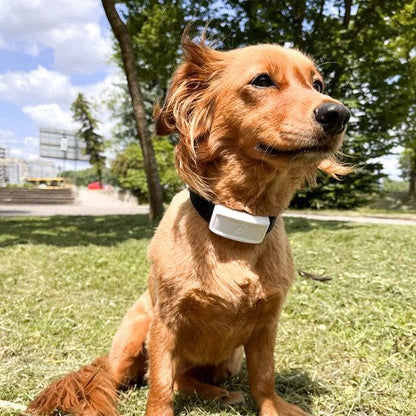 Collier GPS Chien | Aquatracker - Pattes & pelages