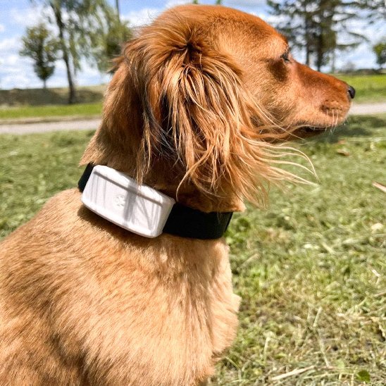 Collier GPS Chien | Aquatracker - Pattes & pelages