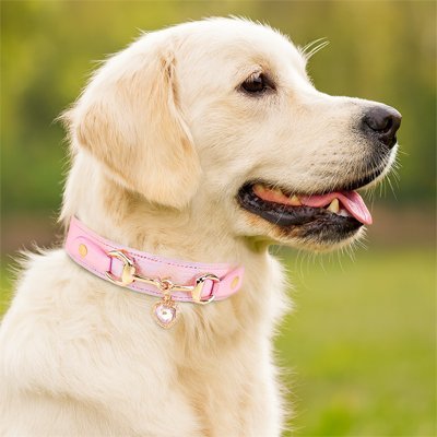 Collier pour Chien | Ajustable et Robuste - Pattes & pelages