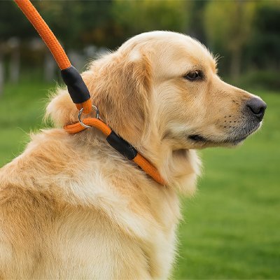 Collier pour chien | Durable & Élégant - Pattes & pelages
