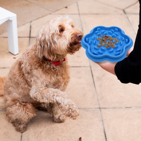 Gamelle chien | Premium - Pattes & pelages