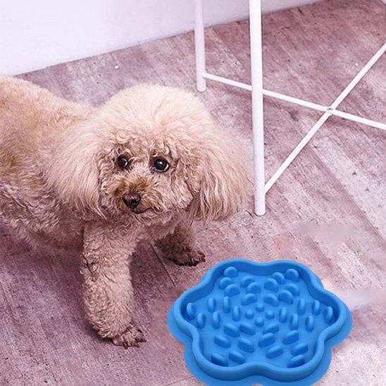 Gamelle chien | Premium - Pattes & pelages