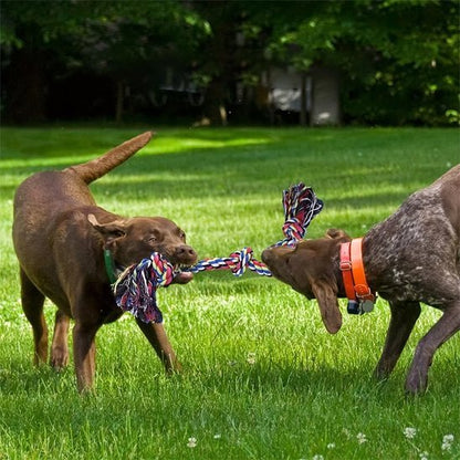 Jouet chien indestructible | RobuDog - Pattes & pelages