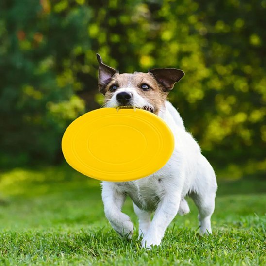 Jouet chien | Intellistim résistant - Pattes & pelages