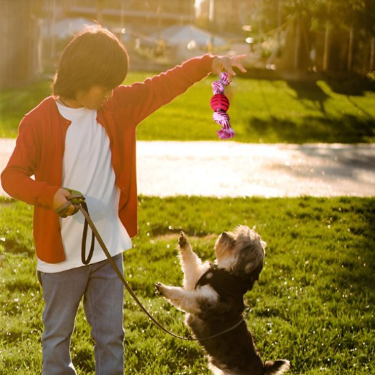 Jouet chien | Interactif résistant - Pattes & pelages