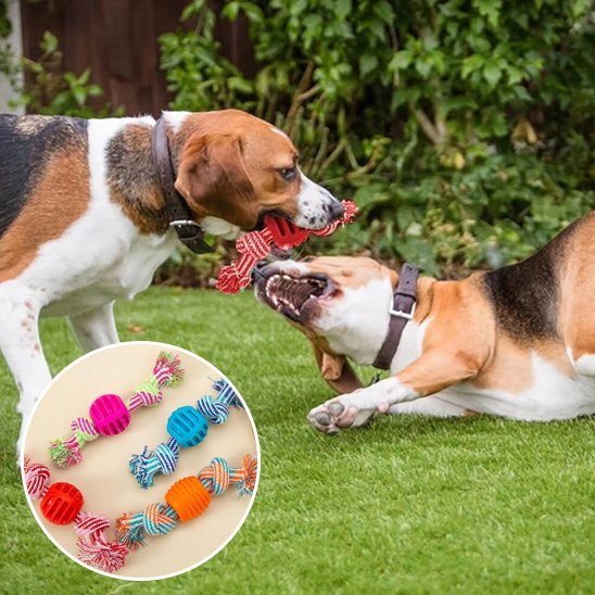 Jouet chien | Interactif résistant - Pattes & pelages