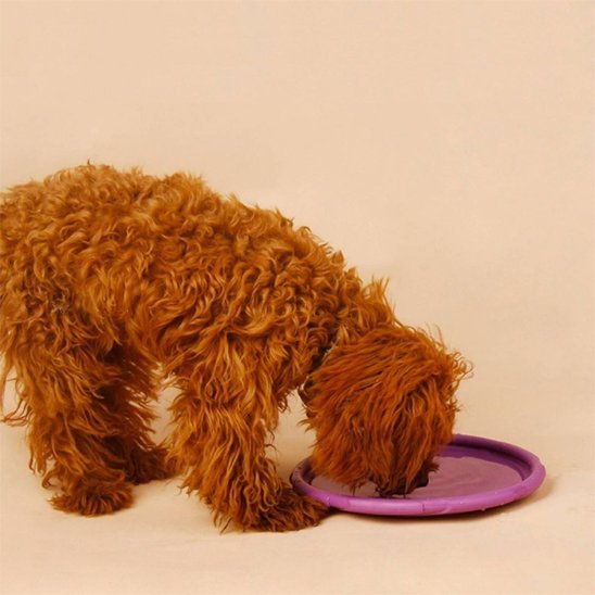 Jouet chien | Résistant & Stimulant - Pattes & pelages